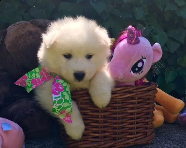 cucciolo di samoiedo femmina bianco | Foto 0