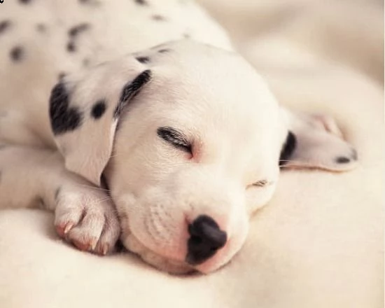 straordinari cuccioli con pedigree | Foto 0