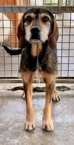 teo mix caccia 12anni arrivato in canile cucciolo non dimenticatevi di lui!!!
