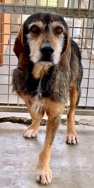 teo mix caccia 12anni arrivato in canile cucciolo non dimenticatevi di lui!!! | Foto 3