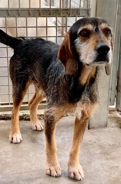 teo mix caccia 12anni arrivato in canile cucciolo non dimenticatevi di lui!!! | Foto 1