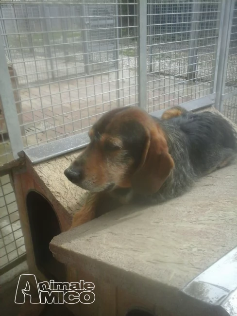 teo mix caccia 12anni arrivato in canile cucciolo non dimenticatevi di lui!!! | Foto 0