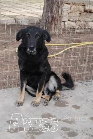 Biscotto non ce la fa proprio pi&ugrave; ha perso le speranze di uscire dal canile 