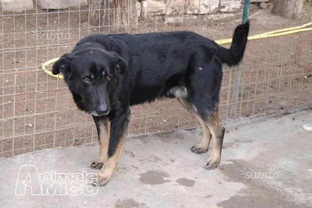 Biscotto non ce la fa proprio pi&ugrave; ha perso le speranze di uscire dal canile  | Foto 0