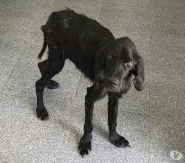 mix bracco salvato pelle ed ossa  4anni fa, in [hidden] | Foto 2