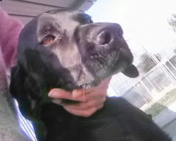 mix bracco salvato pelle ed ossa  4anni fa, in [hidden] | Foto 1