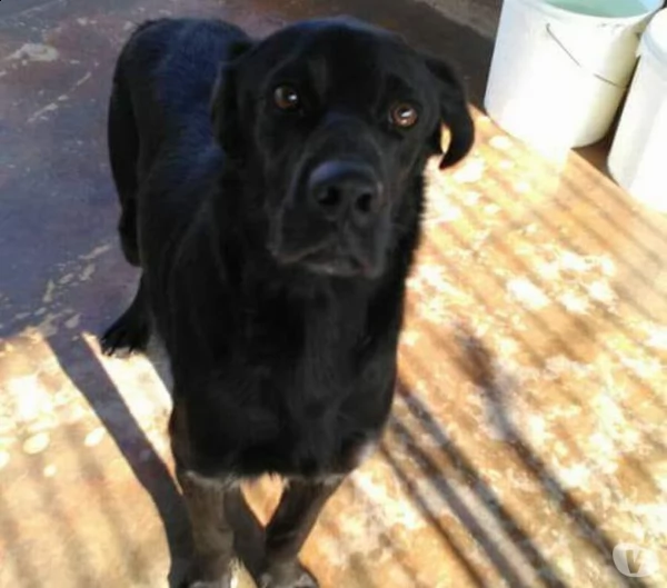 mix bracco salvato pelle ed ossa  4anni fa, in [hidden] | Foto 0