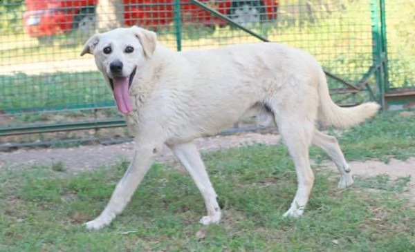 adelfo meraviglia bianca 9anni  sta x essere deportato in 1canile con 800 roma 
