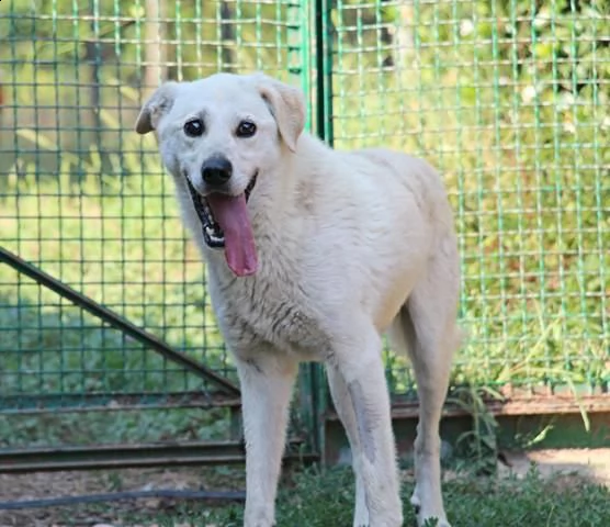 adelfo meraviglia bianca 9anni  sta x essere deportato in 1canile con 800 roma  | Foto 3