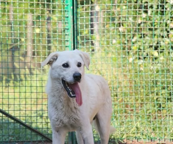 adelfo meraviglia bianca 9anni  sta x essere deportato in 1canile con 800 roma  | Foto 2