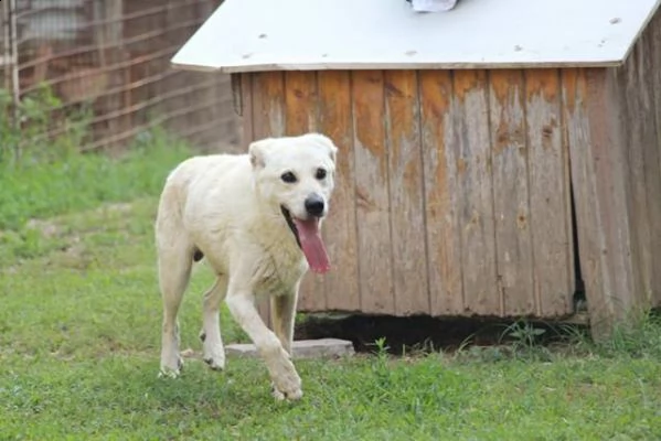 adelfo meraviglia bianca 9anni  sta x essere deportato in 1canile con 800 roma  | Foto 1