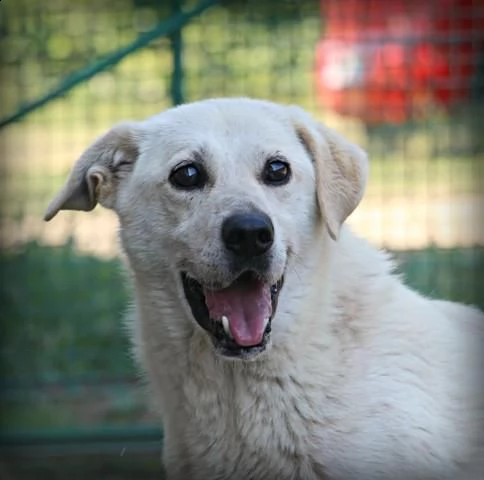 adelfo meraviglia bianca 9anni  sta x essere deportato in 1canile con 800 roma  | Foto 0