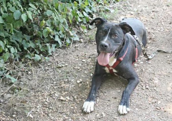 pitbull bellissimo mollato 4anni fa legato ad 1pianta in strada roma