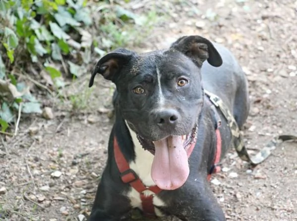 pitbull bellissimo mollato 4anni fa legato ad 1pianta in strada roma | Foto 3