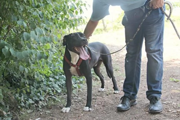 pitbull bellissimo mollato 4anni fa legato ad 1pianta in strada roma | Foto 1