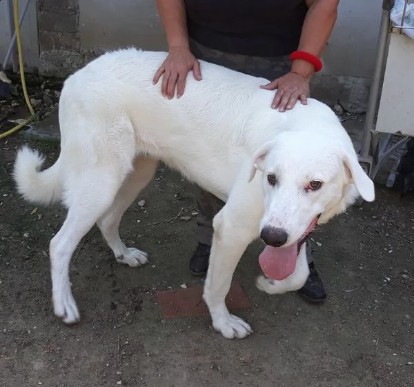 5anni mix Labrador bello sfortunato tg grande nessuno lo aiuta!urge famiglia speciale!roma