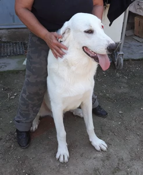 5anni mix Labrador bello sfortunato tg grande nessuno lo aiuta!urge famiglia speciale!roma | Foto 0