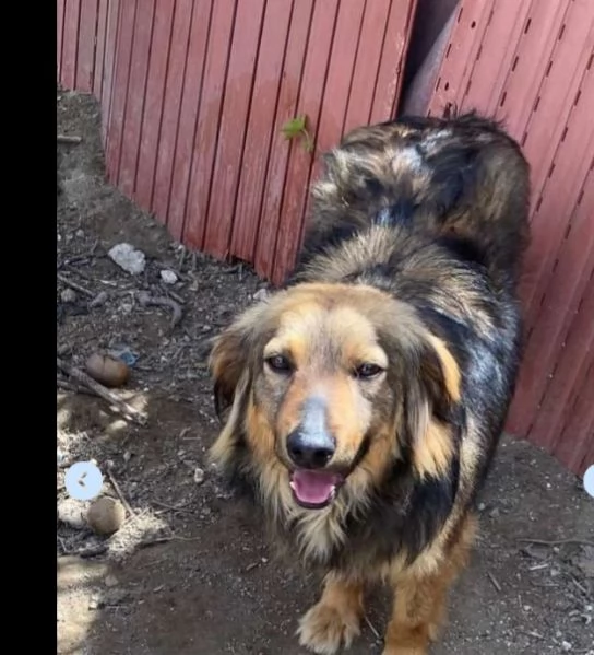 Fratello e sorella 5anni  tg media 3anni di appelli mai 1chiamata. napoli | Foto 6