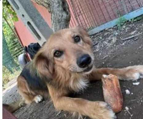 Fratello e sorella 5anni  tg media 3anni di appelli mai 1chiamata. napoli | Foto 4