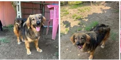 Fratello e sorella 5anni  tg media 3anni di appelli mai 1chiamata. napoli | Foto 3