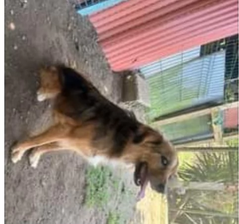 Fratello e sorella 5anni  tg media 3anni di appelli mai 1chiamata. napoli | Foto 2