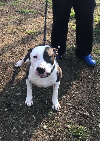 amstaff adulto 5anni di appelli non trova casa! pavia | Foto 0