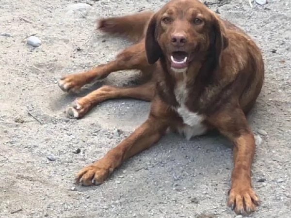 6anni tg media invisibile anonimo apriamogli il box x sempre! calabria | Foto 2