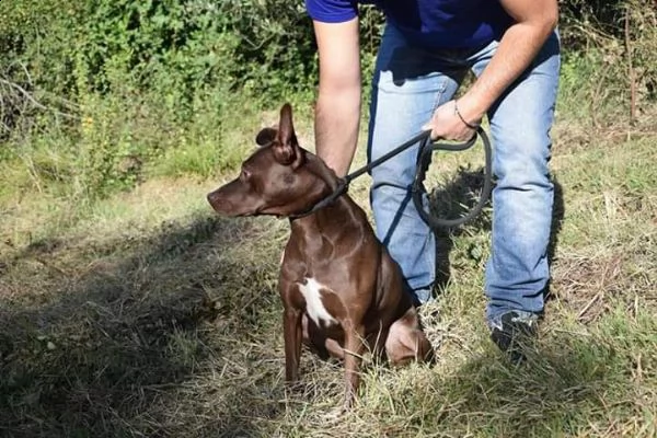 8anni kg 15 marrone focata occhi ambra x lei non chiama nessuno frosinone