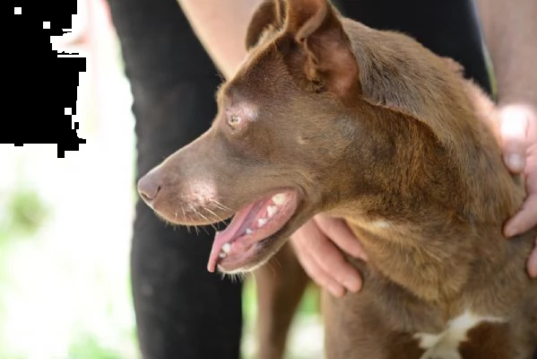 8anni kg 15 marrone focata occhi ambra x lei non chiama nessuno frosinone | Foto 2