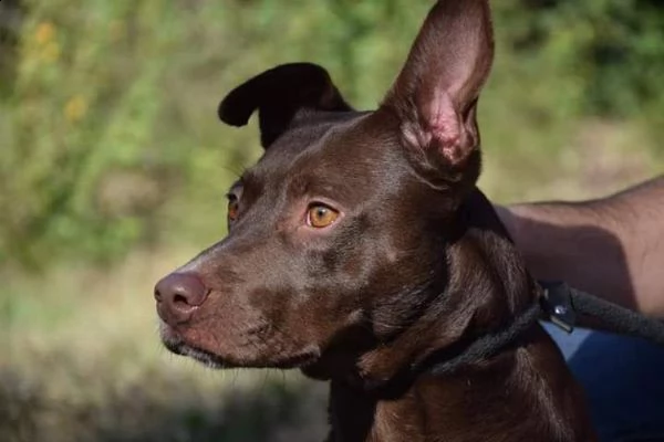 8anni kg 15 marrone focata occhi ambra x lei non chiama nessuno frosinone | Foto 1