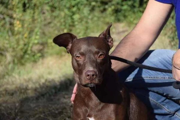 8anni kg 15 marrone focata occhi ambra x lei non chiama nessuno frosinone | Foto 0