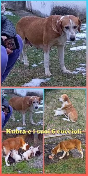 mamma kubra 5anni..i suoi cuccioli partiti..nessuno la considera! abruzzo | Foto 1