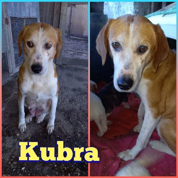 mamma kubra 5anni..i suoi cuccioli partiti..nessuno la considera! abruzzo | Foto 0