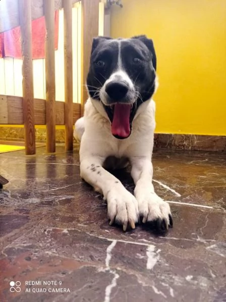 5anni mix molossina tg media  bella,buona,educata e sfortunata?eccola! milano