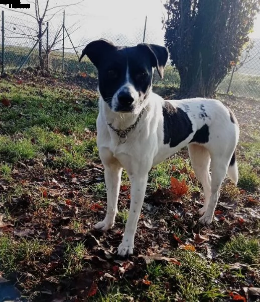 5anni mix molossina tg media  bella,buona,educata e sfortunata?eccola! milano | Foto 1