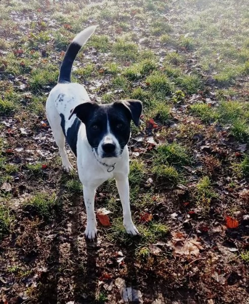 5anni mix molossina tg media  bella,buona,educata e sfortunata?eccola! milano | Foto 0