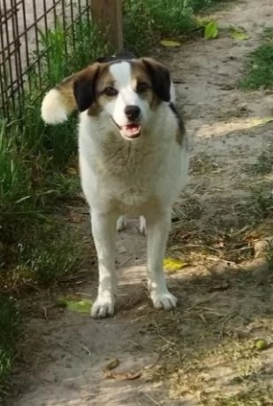 ambra 6/7anni salita al nord 2anni fa e non voluta BOLOGNA