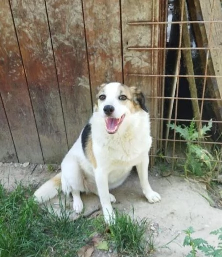 ambra 6/7anni salita al nord 2anni fa e non voluta BOLOGNA | Foto 4