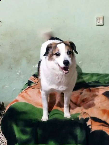 ambra 6/7anni salita al nord 2anni fa e non voluta BOLOGNA | Foto 3