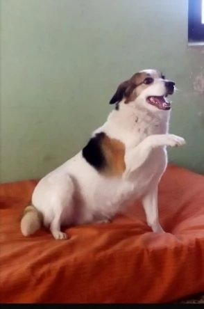 ambra 6/7anni salita al nord 2anni fa e non voluta BOLOGNA | Foto 2