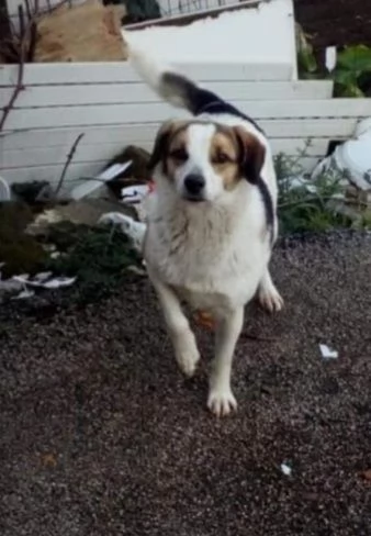 ambra 6/7anni salita al nord 2anni fa e non voluta BOLOGNA | Foto 1