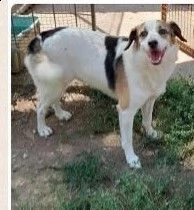 ambra 6/7anni salita al nord 2anni fa e non voluta BOLOGNA | Foto 0