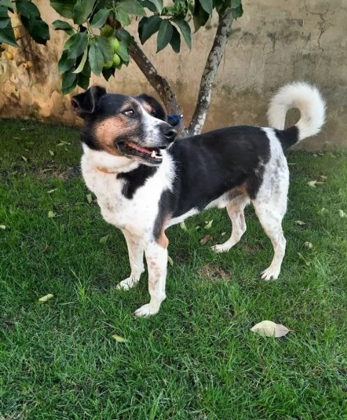 leo mix jack 8/9anni il cane che saliva sui treni e partiva!! cerca casa caserta | Foto 1