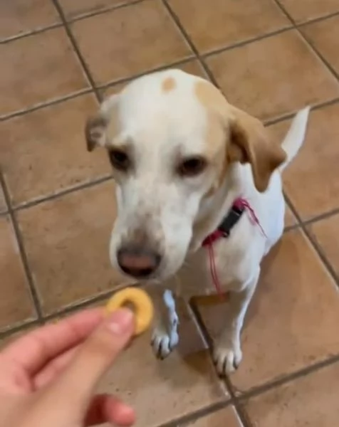 Camilla 4anni mix segugia kg18 sfortunata! Roma | Foto 6