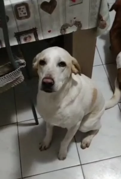 Camilla 4anni mix segugia kg18 sfortunata! Roma | Foto 5