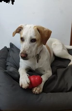 Camilla 4anni mix segugia kg18 sfortunata! Roma | Foto 4