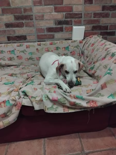 Camilla 4anni mix segugia kg18 sfortunata! Roma | Foto 3