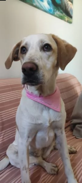 Camilla 4anni mix segugia kg18 sfortunata! Roma | Foto 1