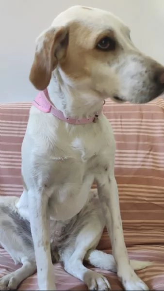 Camilla 4anni mix segugia kg18 sfortunata! Roma | Foto 0