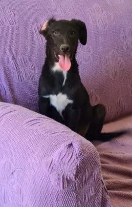 sissi 3anni tg medio piccola salvata cucciola.. emergenza sicilia